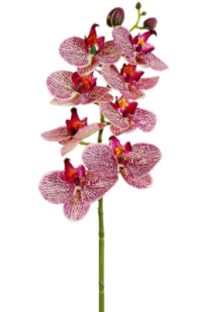 Phalaenopsis Orchid Spray - 28"