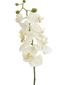 Phalaenopsis Orchid Spray - 28"