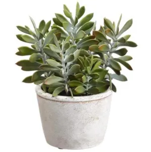 Potted Crassula Plant